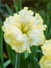 Daffodil Sunny Side Up