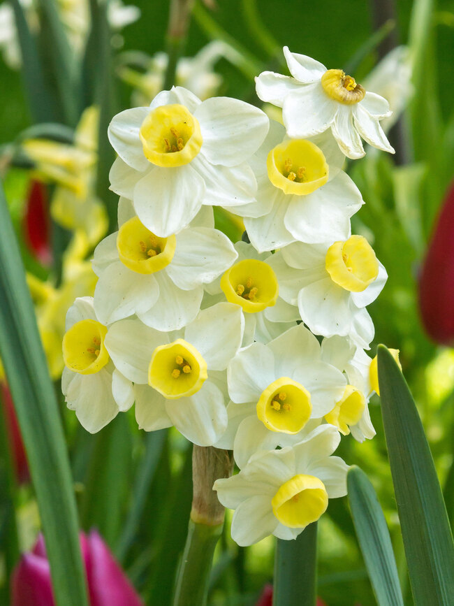 Daffodil Avalanche
