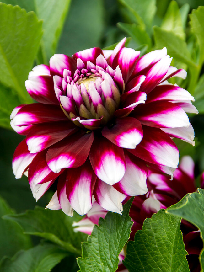 Dahlia Verdi Glory