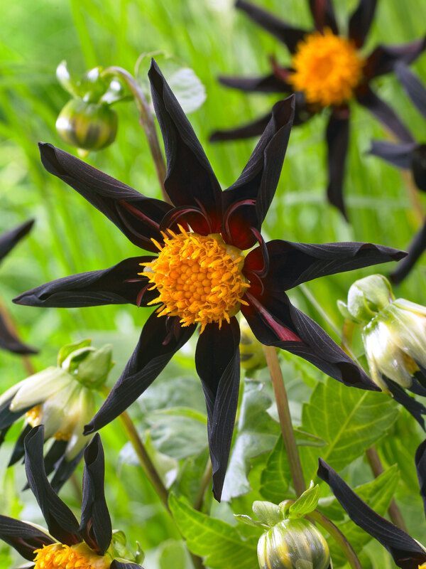 Dahlia Verrone's Obsidian