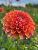Dahlia Valley Rust Bucket