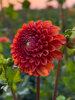 Dahlia Valley Rust Bucket