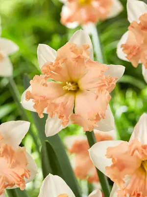 Link to Daffodil Waltz