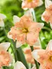 Daffodil Waltz