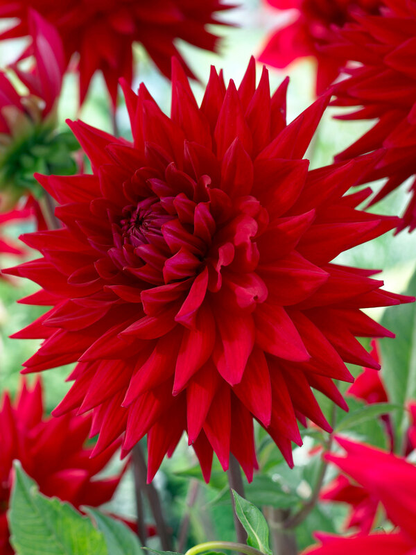 Dahlia Witteman's Best