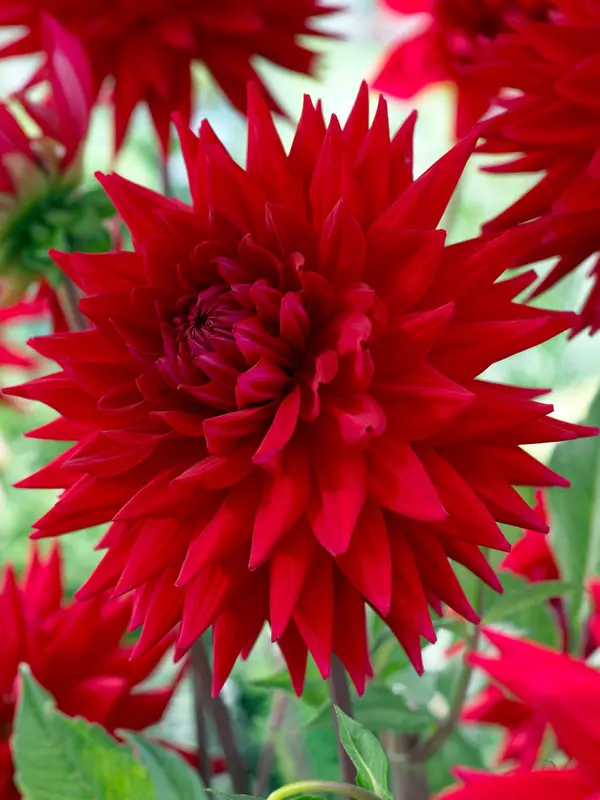 Dahlia Witteman's Best