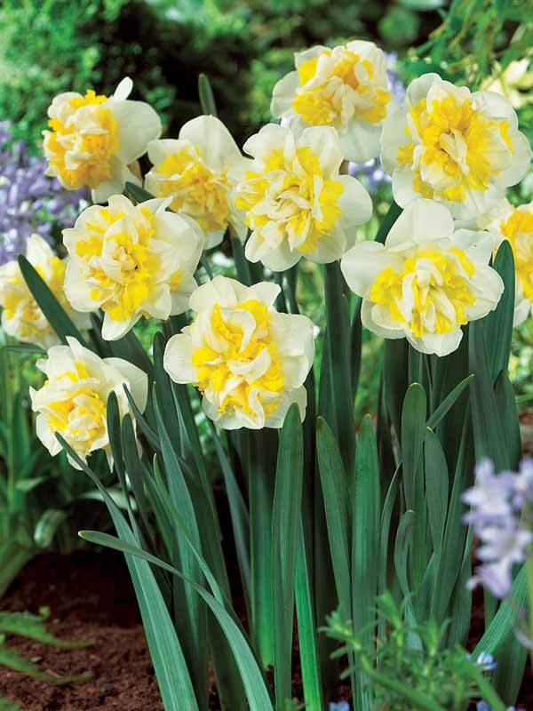 Daffodil Westward