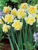Daffodil Westward
