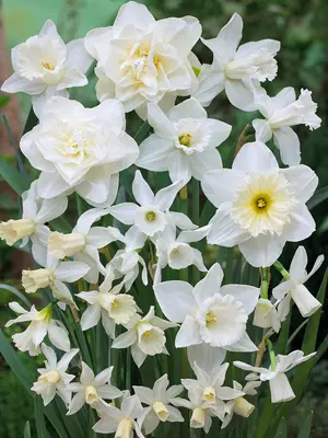 Link to Daffodil White on White