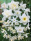 Daffodil White on White Inspiration Blend
