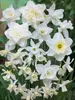 Daffodil White on White Inspiration Blend