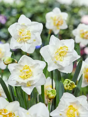Link to Daffodil White Lion Value Pack