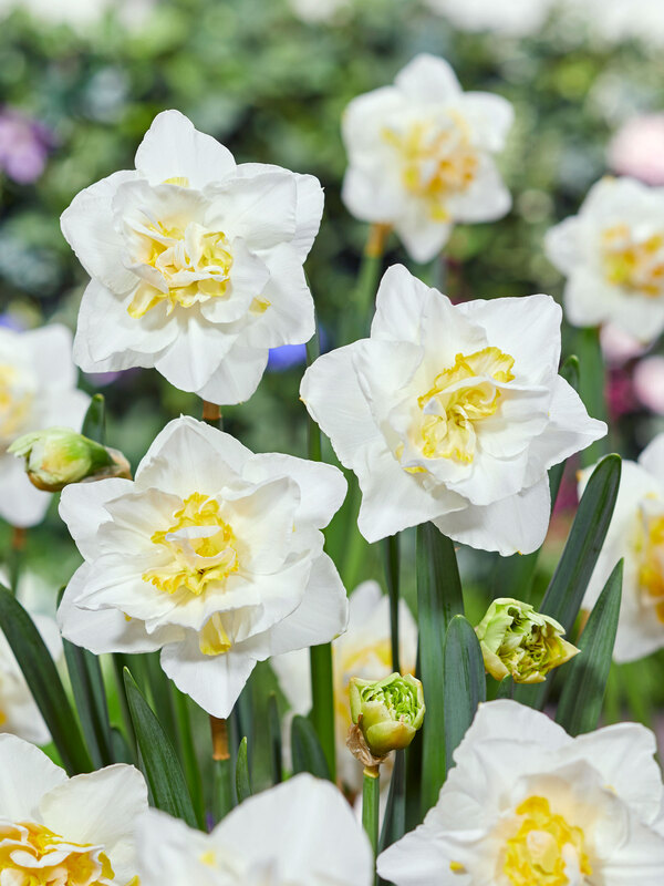 Daffodil White Lion Value Pack