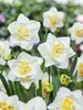 Daffodil White Lion Value Pack