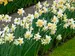 Daffodil White Lion Value Pack
