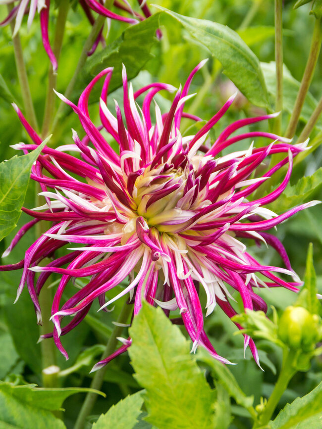 Dahlia Hollyhill Spider Woman