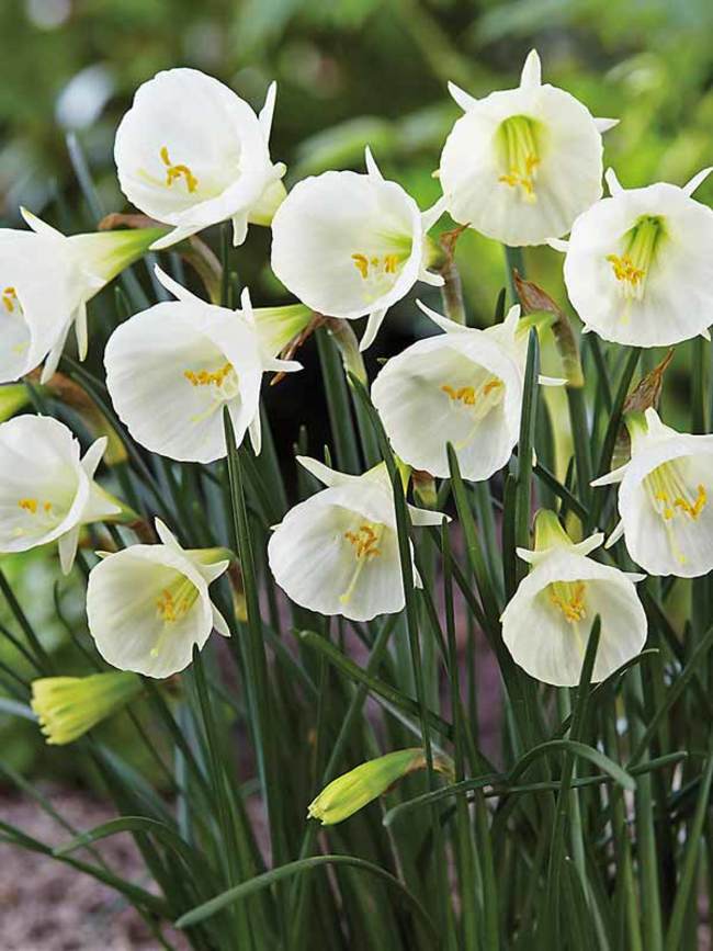 Daffodil White Petticoat