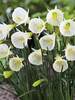 Daffodil White Petticoat
