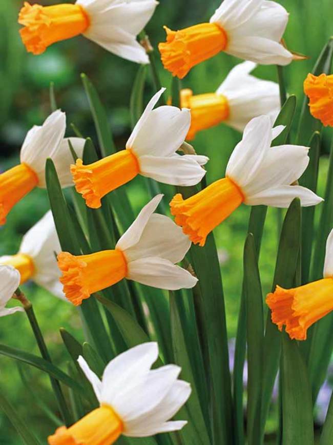 Daffodil Winter Waltz Bluestone Perennials