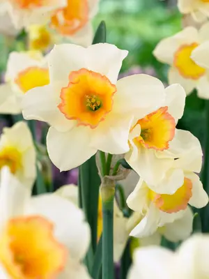 Link to Daffodil Yazz