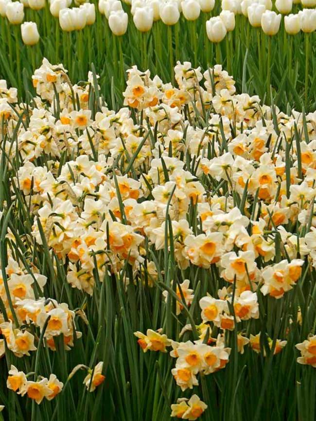 bevolking band Een centrale tool die een belangrijke rol speelt Daffodil Yazz -- Bluestone Perennials