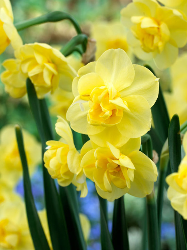 Daffodil Yellow Cheerfulness Bluestone Perennials