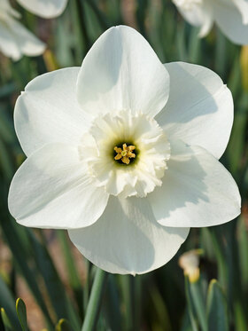 Photo of Daffodil Princess Zaide (X5)