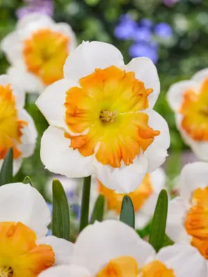 Link to Daffodil Zinzi