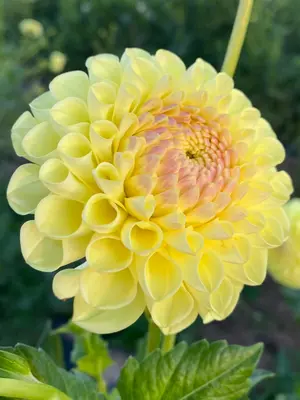 Link to Dahlia Boom Boom Yellow