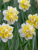 Daffodil Janneke