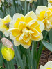 Daffodil Janneke