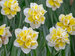 Daffodil Janneke