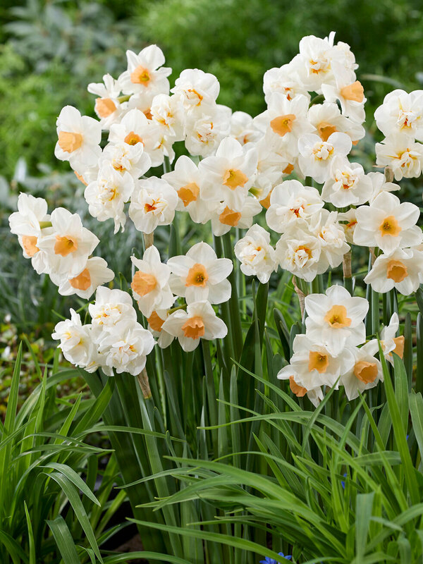 Daffodil Kapiti Peach