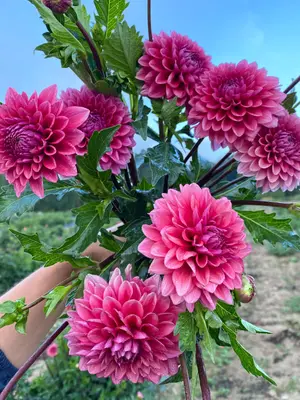 Link to Dahlia Mystique