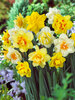 Daffodil Double Mixed Landscape Bag