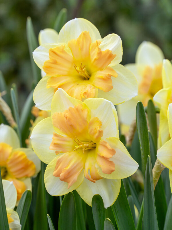 Daffodil Peachy Dream