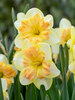 Daffodil Peachy Dream