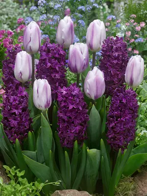 Link to Deep Purple Bulb Blend