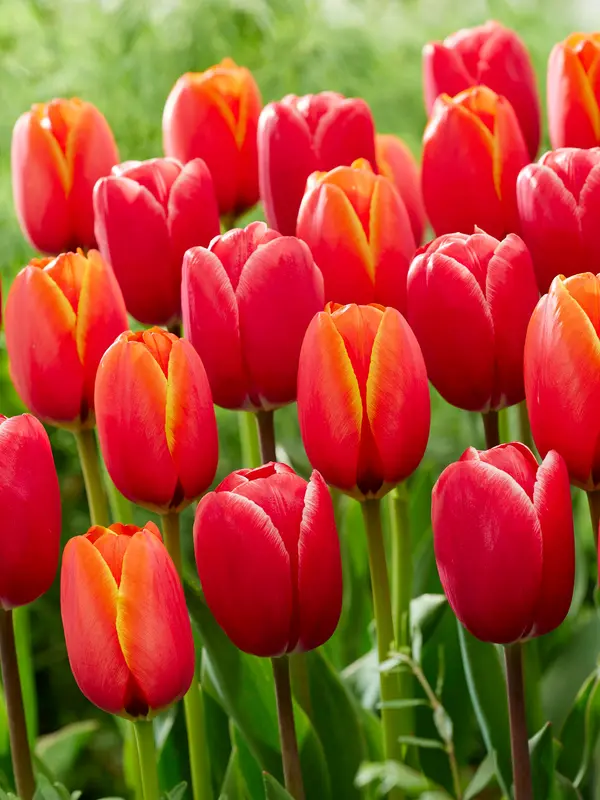 Dutch Vintage Edgy Reds