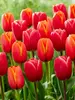Dutch Vintage Edgy Reds