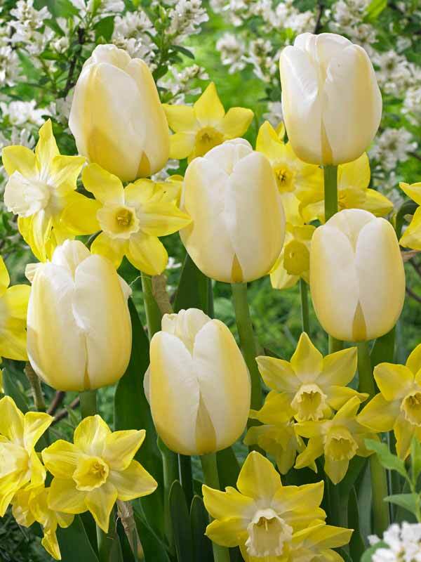 Dutch Vintage Glowing Archangel