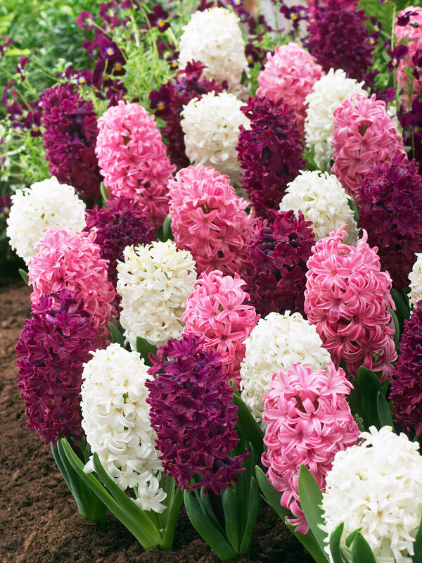 Hyacinth Orientalis Mix
