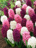 Hyacinth Orientalis Mix