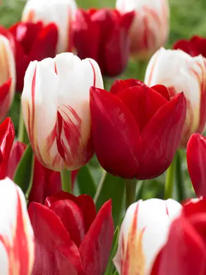 Link to Tulip Love Circles Blend