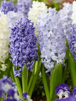 Link to Hyacinth The Sky is Blue Blend