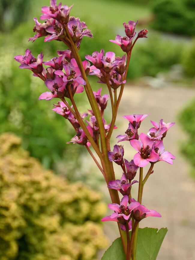 Bergenia Once Upon a Dream