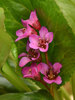 Bergenia Once Upon a Dream