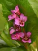Bergenia Once Upon a Dream