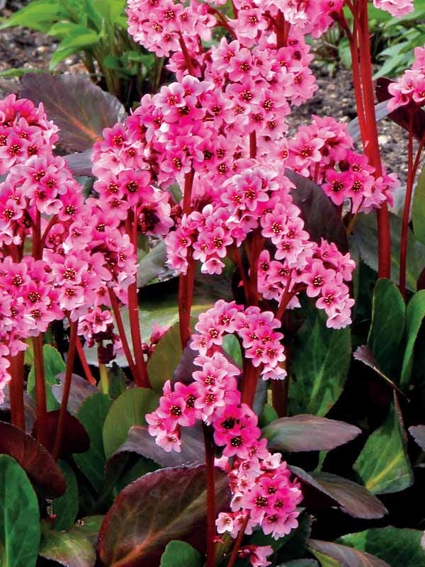 Bergenia Pink Dragonfly | Bluestone Perennials