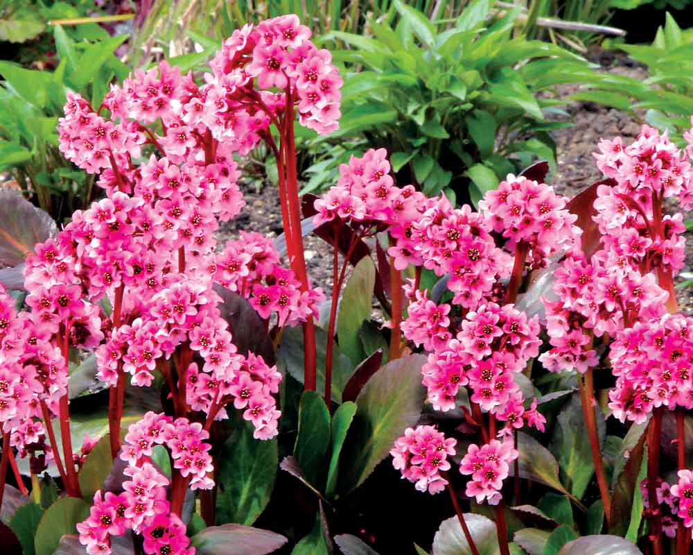 Bergenia Pink Dragonfly | Bluestone Perennials